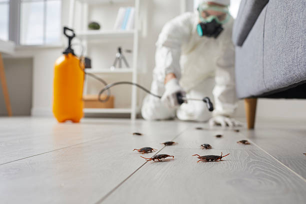 Post-Treatment Bed Bug Interceptor Monitoring in Lewisville
